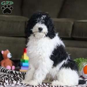 Frisky, Standard Poodle Puppy